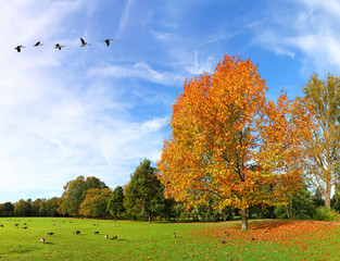 Autumn migrations
