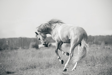 Obraz na płótnie Canvas andalusian white horse playing