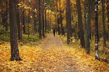 Jogging in the autumn park.