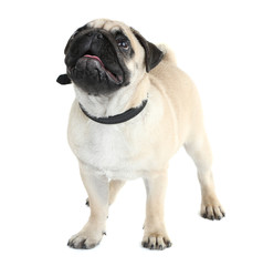 Funny, cute and playful pug dog isolated on white