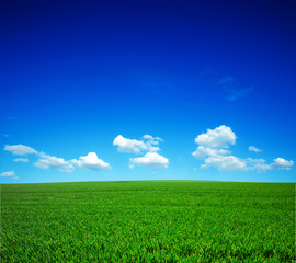 Obraz premium green field