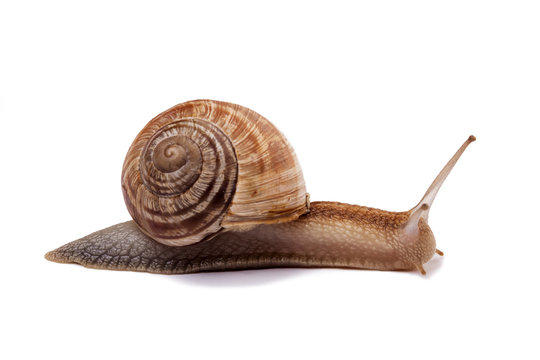 snail on the white background