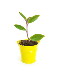 new sprout and dirt isolated on white