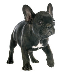 puppy french bulldog