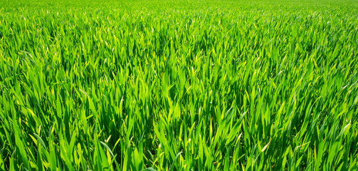 Green lawn for background