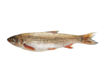 fish on white background