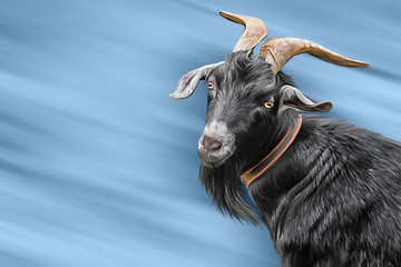 Drawing goats, portrait