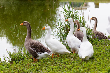 Obraz premium Geese