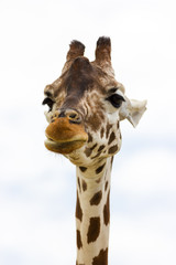 Naklejka premium Giraffe