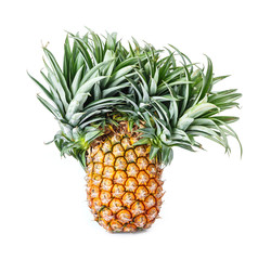Exotic mutation pineapple
