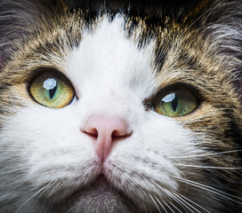 a green cat eyes close up
