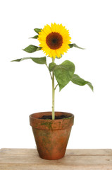 Fototapeta premium Sunflower in a pot