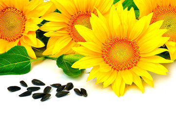 Bright yellow sunflowers and sunflower seeds