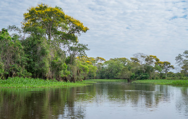 Brazilian Panantal and river