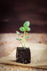 Little seedlings. Selective focus.