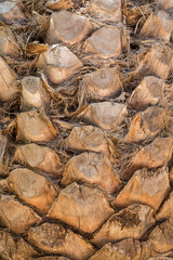 palm tree trunk background
