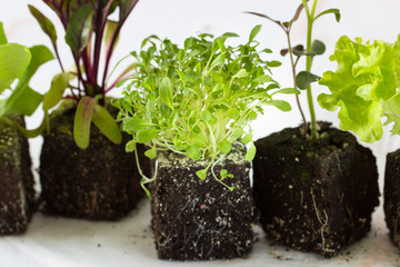 vegetable seedlings. Selective focus.