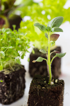 vegetable seedlings. Selective focus.