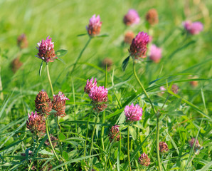 Close view of Red clover (Trifolium pratense)