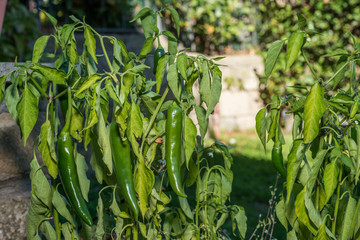 Green Chili pepper