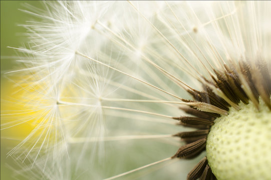 dandelion