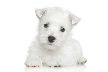 West Highland White Terrier puppy