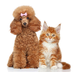 Cat and dog on white background