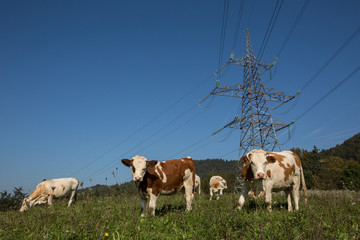 Cows on pasture, next to high electricty pylon