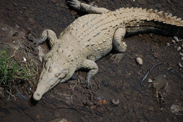 Great American crocodile lies on the banks of the river