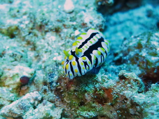 Nudibranche jaune et noir