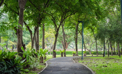 Fototapeta premium Green city park , walkway for exercise
