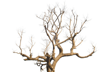 silhouette of tree branches at sunset