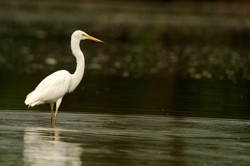 Airone bianco maggiore
