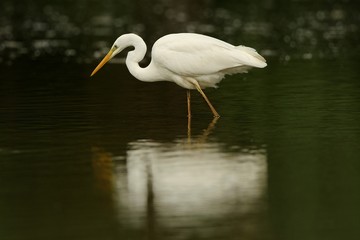 Airone bianco maggiore