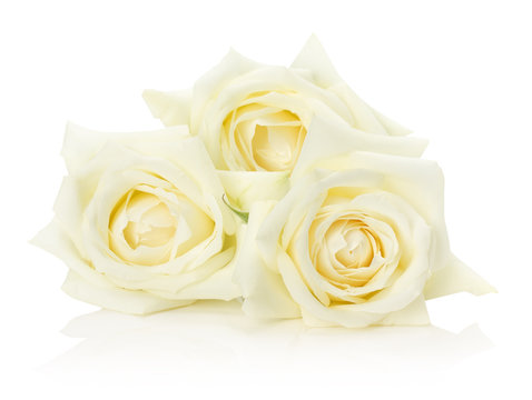 white roses isolated on the white background