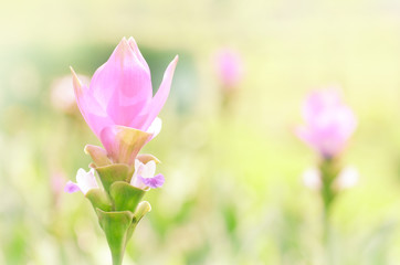 Obraz na płótnie Canvas Siam tulip flowers