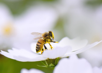 Honey bee