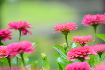 zinnia flower in garden