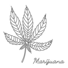 Sketch of marijuana isolated on white background.