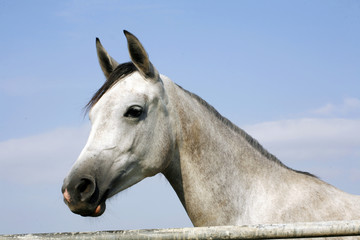 Fototapeta na wymiar Portrait of an beautiful arabian grey horse