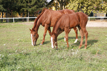 Naklejka na ściany i meble Thoroughbred mare and foal grazing in pasture following mother