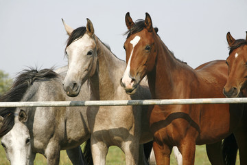 Two arabian youngster looking over corral gate at summertime