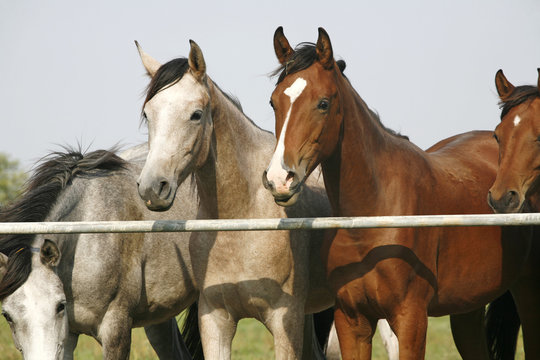 Two arabian youngster looking over corral gate at summertime