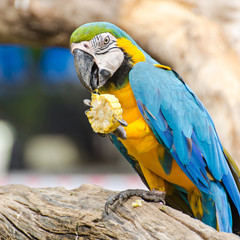 beautiful macaw bird