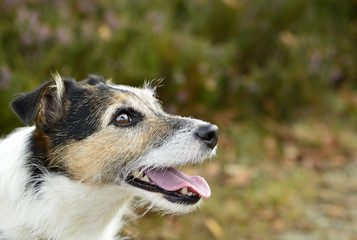 Jack Russell