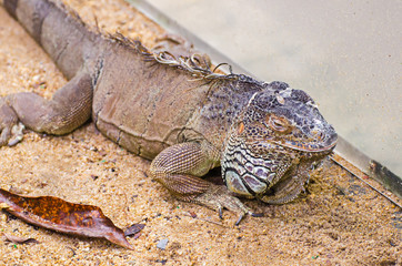 Grey Iguana