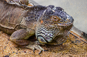 Grey Iguana