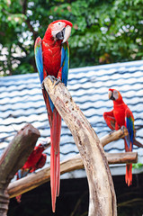 beautiful macaw bird