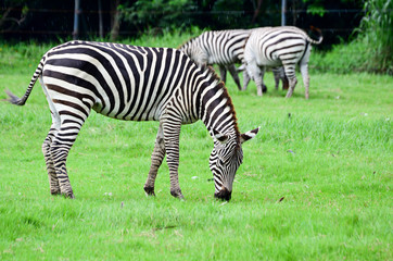 Fototapeta na wymiar zebra in green grass field