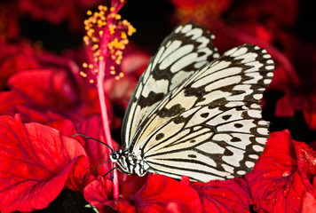 Fototapeta na wymiar Paper Kite or Rice Paper (Idea leuconoe) butterfly on red flower